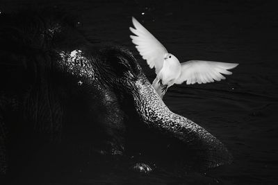 Seagull flying over lake