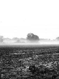 Scenic view of field against clear sky