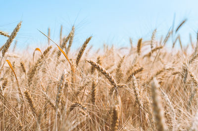 Close-up of wheat growing on field against sky