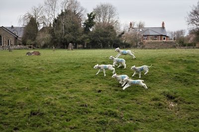 Dog running on grassy field