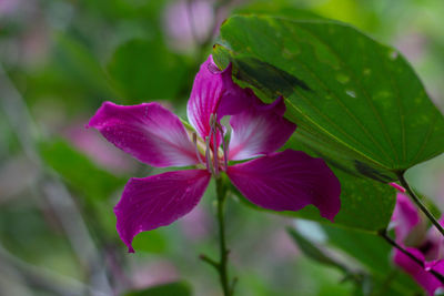 Close-up of pink flowering plant
