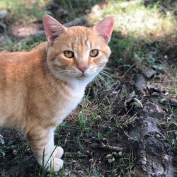 Portrait of tabby cat on field