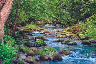 Stream flowing through rocks in forest