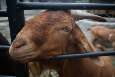 Close-up of cow