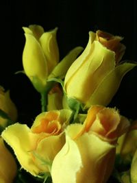 Close-up of yellow flowers against black background