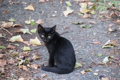 Portrait of a black cat