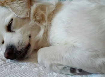 Close-up of dog sleeping on bed