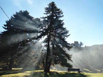 Sunlight beaming through tree