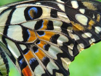 Close-up of butterfly on leaf