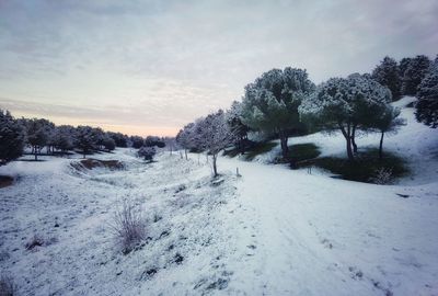 Trees on snow covered field against sky