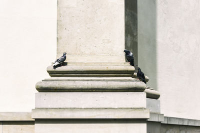 Low angle view of pigeons perching on column at gendarmenmarkt