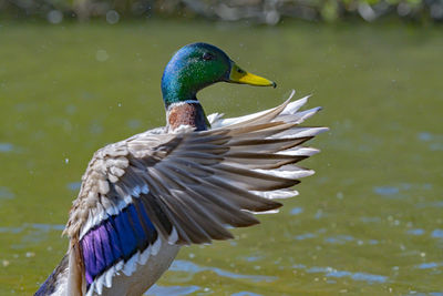 Close-up of duck in lake