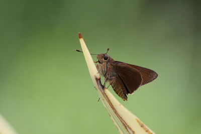 Close-up of butterfly