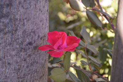 Close-up of red flowers