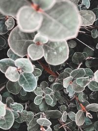Full frame shot of succulent plant