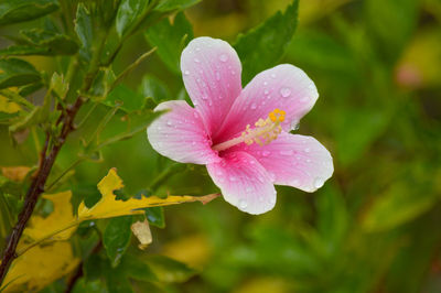 Close-up of wet pink flower blooming outdoors