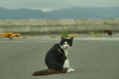 Portrait of cat on road