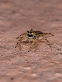 Close-up of spider