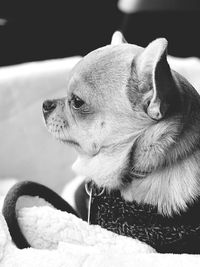 Close-up of a dog looking away