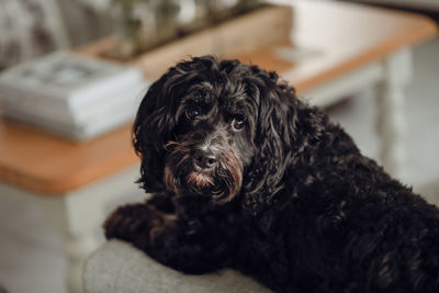 Black cavoodle small cross breed dog sitting on furniture indoors at home