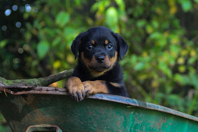 Portrait of puppy sitting outdoors