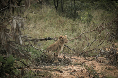 Lioness sitting on field