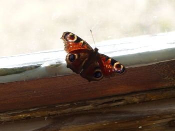 Close-up of insect on water