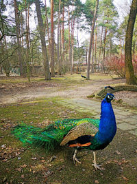 Peacock in a field