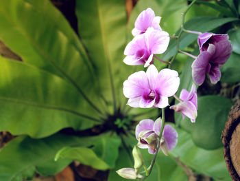 Close-up of pink flowering plant