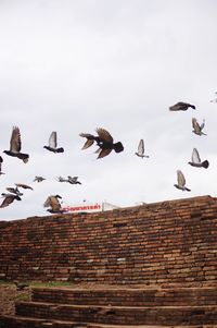 Pigeons flying over brick wall against sky