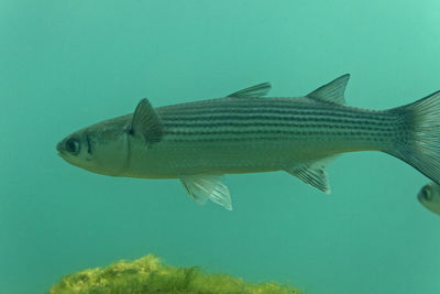 Underwater view of the thinlip mullet from skradinski buk, krka national park