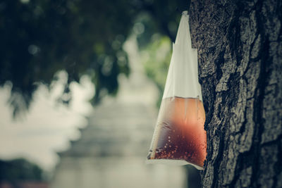 Close-up of drink in plastic bag hanging on tree trunk