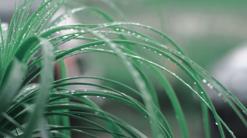 Close-up of wet grass