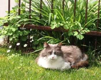 Cat relaxing on grass