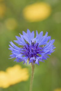 Close-up of purple flowering plant on field