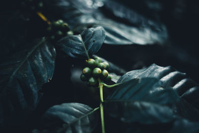 Close-up of berries growing on plant