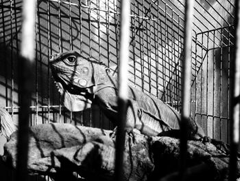 Close-up of monkey in cage at zoo