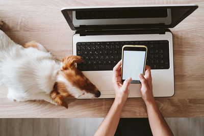 Young woman working on laptop at home, cute small jack russell dog besides