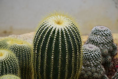 Close-up of succulent plant