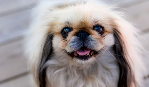 Close-up portrait of cavalier king charles spaniel