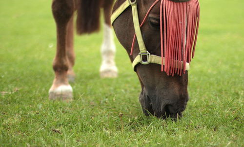Close-up of horse on field
