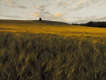 landscape