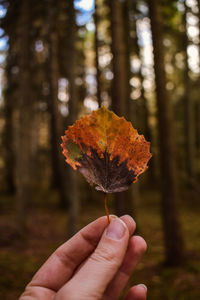 Close-up of hand holding autumn leaf