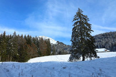 Pine trees on snow covered field against sky