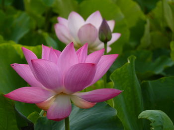The lotus is a symbol of purity