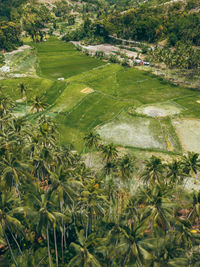 High angle view of plants on field