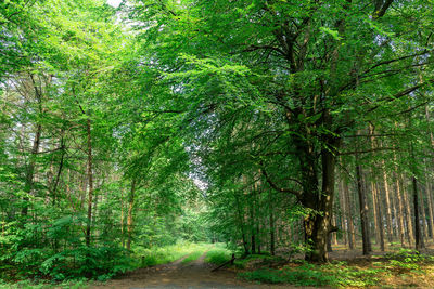 Trees in a forest