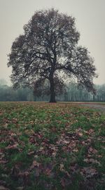 View of flower tree against sky