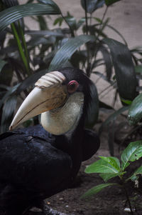 Close-up of bird