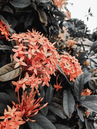 Close-up of red flowering plant during autumn